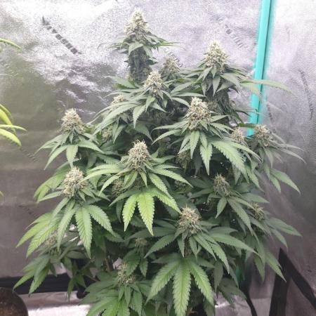 Grandpa's Cookies #6 x End Game #3