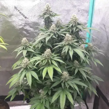 Grandpa's Cookies #6 x End Game #3
