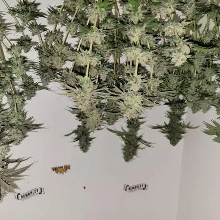 3x Banana OG and 1x Raspberry Hygor under Mars Hydro