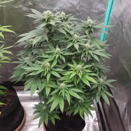 Grandpa's Cookies #6 x End Game #3