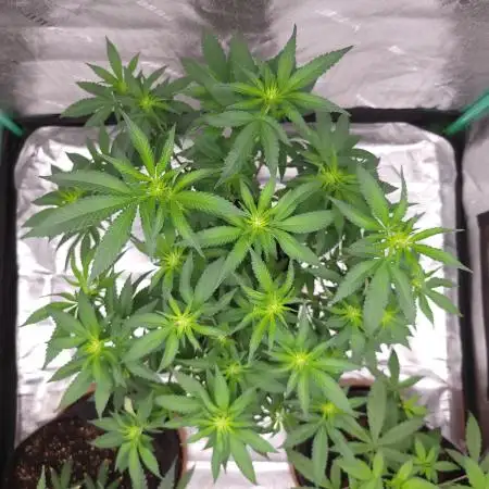 Grandpa's Cookies #6 x End Game #3