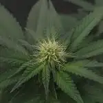 Grandpa's Cookies #6 x End Game #3