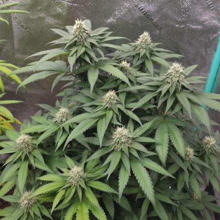 Grandpa's Cookies #6 x End Game #3