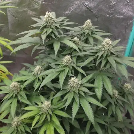 Grandpa's Cookies #6 x End Game #3
