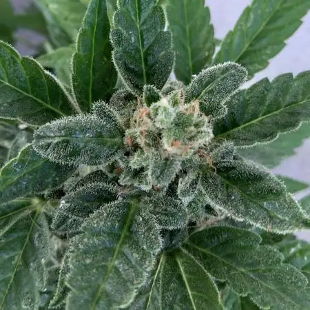 Lemon Wonder Automatic 