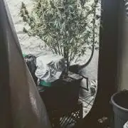 Strawberry Banana Auto