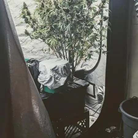 Strawberry Banana Auto