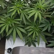 Blue Dream Haze