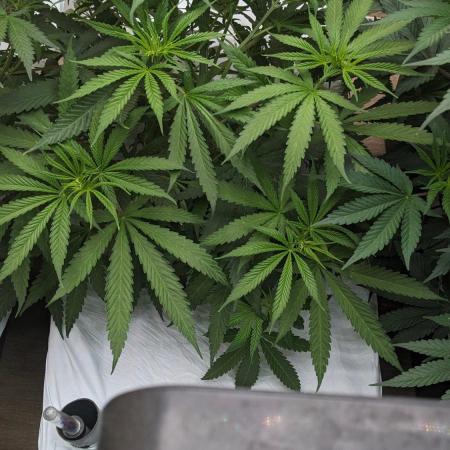 Blue Dream Haze
