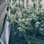 Gorilla Zittlez Auto