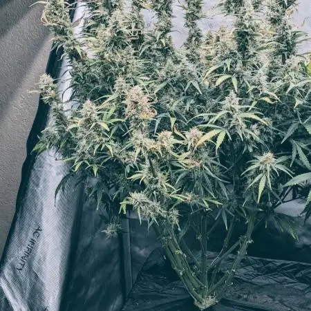 Gorilla Zittlez Auto