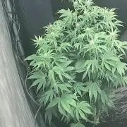 Grape Soda Auto