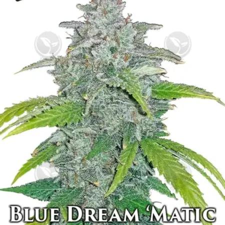 Blue Dream Auto