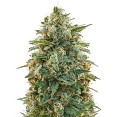 Amherst Diesel Auto