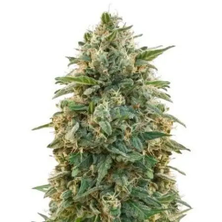 Amherst Diesel Auto