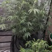 Strawberry Banana Auto