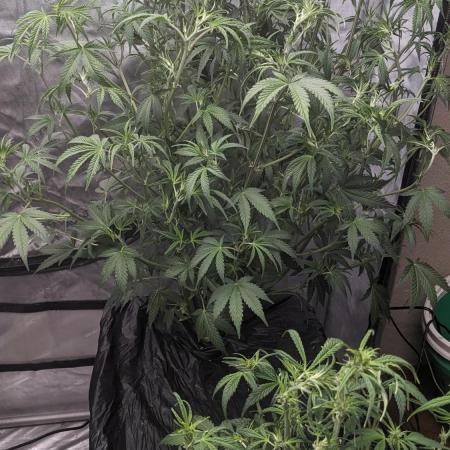 Strawberry Banana Auto