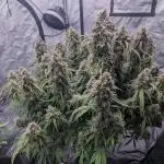 Amherst Diesel Auto
