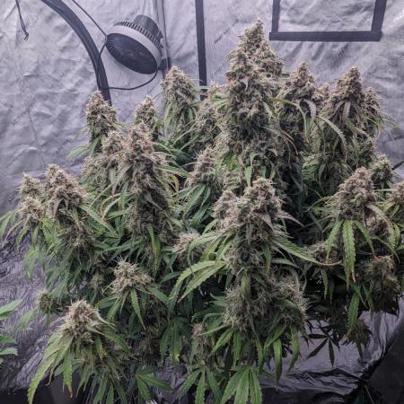 Amherst Diesel Auto