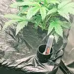 Blueberry Ghost Og Auto