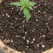 Blue Dream Haze