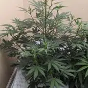 Blueberry Auto