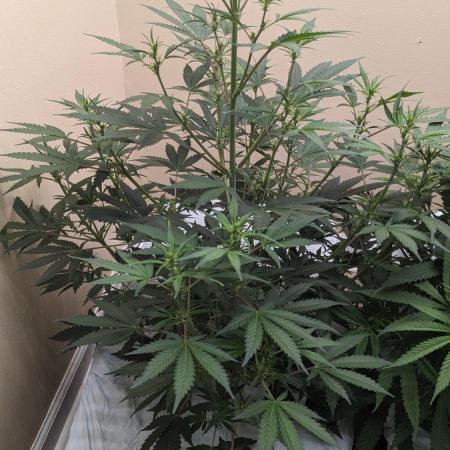 Blueberry Auto