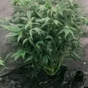 Blueberry Ghost Og Auto