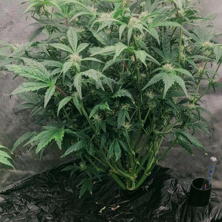 Blueberry Ghost Og Auto