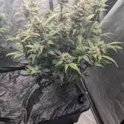 Blueberry Ghost Og Auto