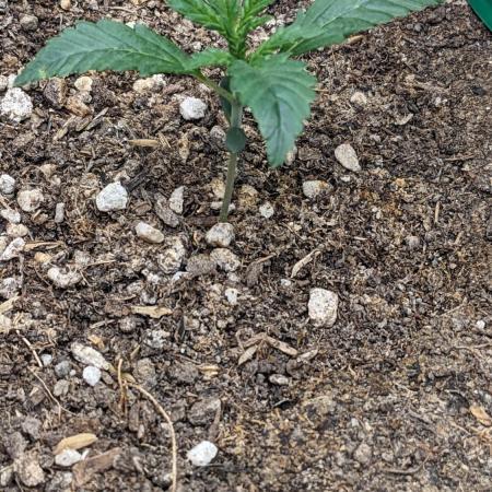 Tropicana Cookies Auto