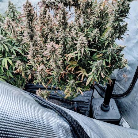 Gorilla Zittlez Auto