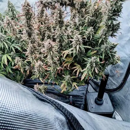 Gorilla Zittlez Auto