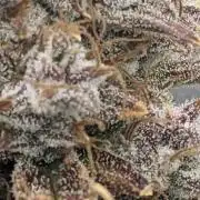Tropicana Cookies Auto