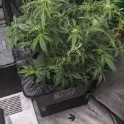 Frostbanger Auto