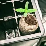 Strawberry Banana Auto