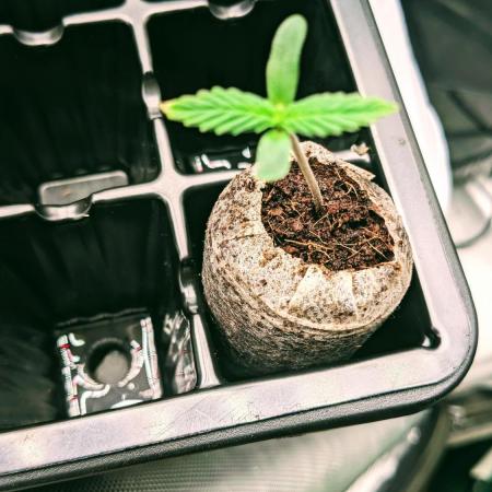 Strawberry Banana Auto