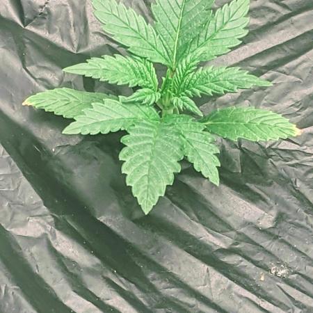 Strawberry Banana Auto