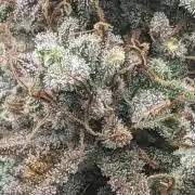 Strawberry Banana Auto