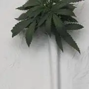 Blue Dream Haze