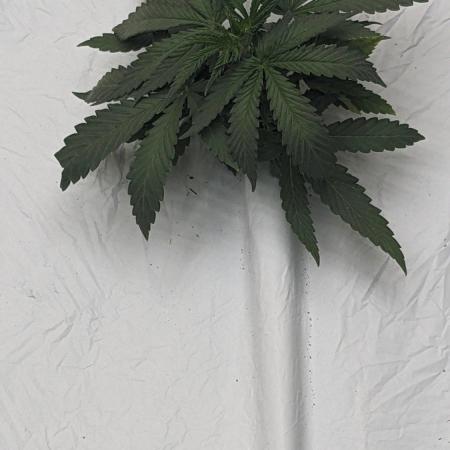 Blue Dream Haze
