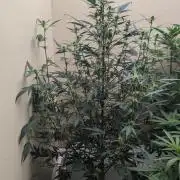 Blueberry Auto