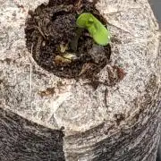 Tropicana Cookies Auto