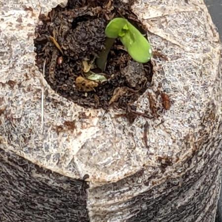 Tropicana Cookies Auto