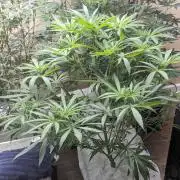 Blue Dream Haze