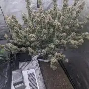 Strawberry Banana Auto