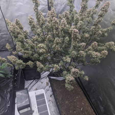 Strawberry Banana Auto