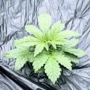 Frostbanger Auto