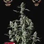 Gorilla Zittlez Auto