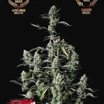 Gorilla Zittlez Auto